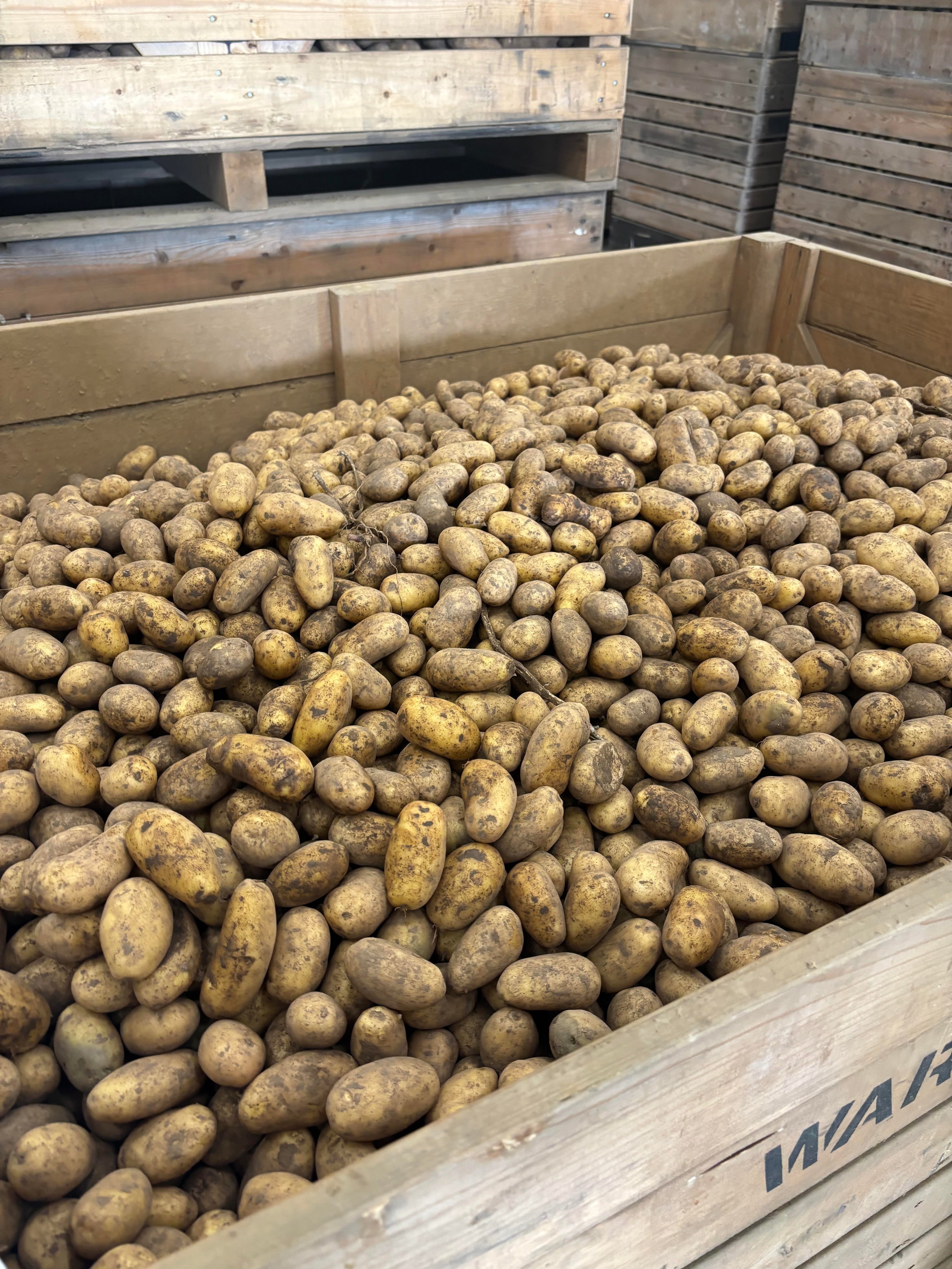 Aardappelen2.jpg