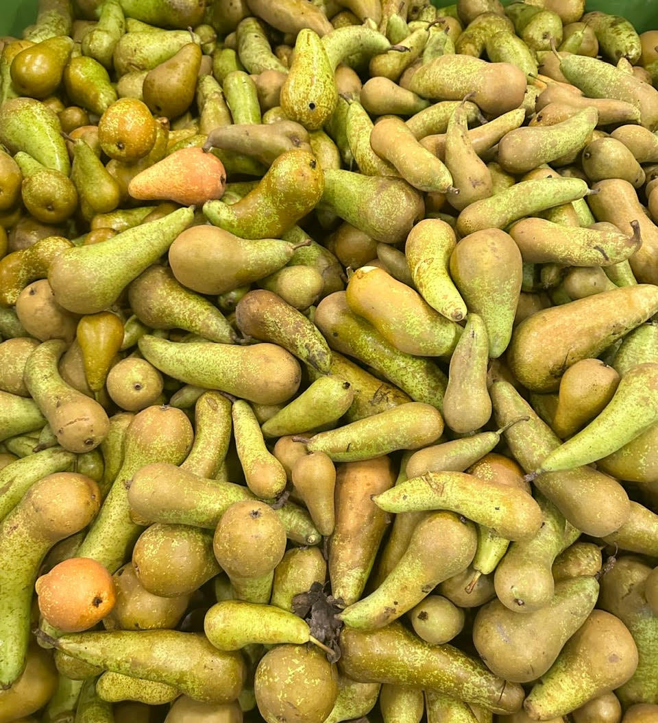 We redden 40.000 kromme peren - WasteWarriors