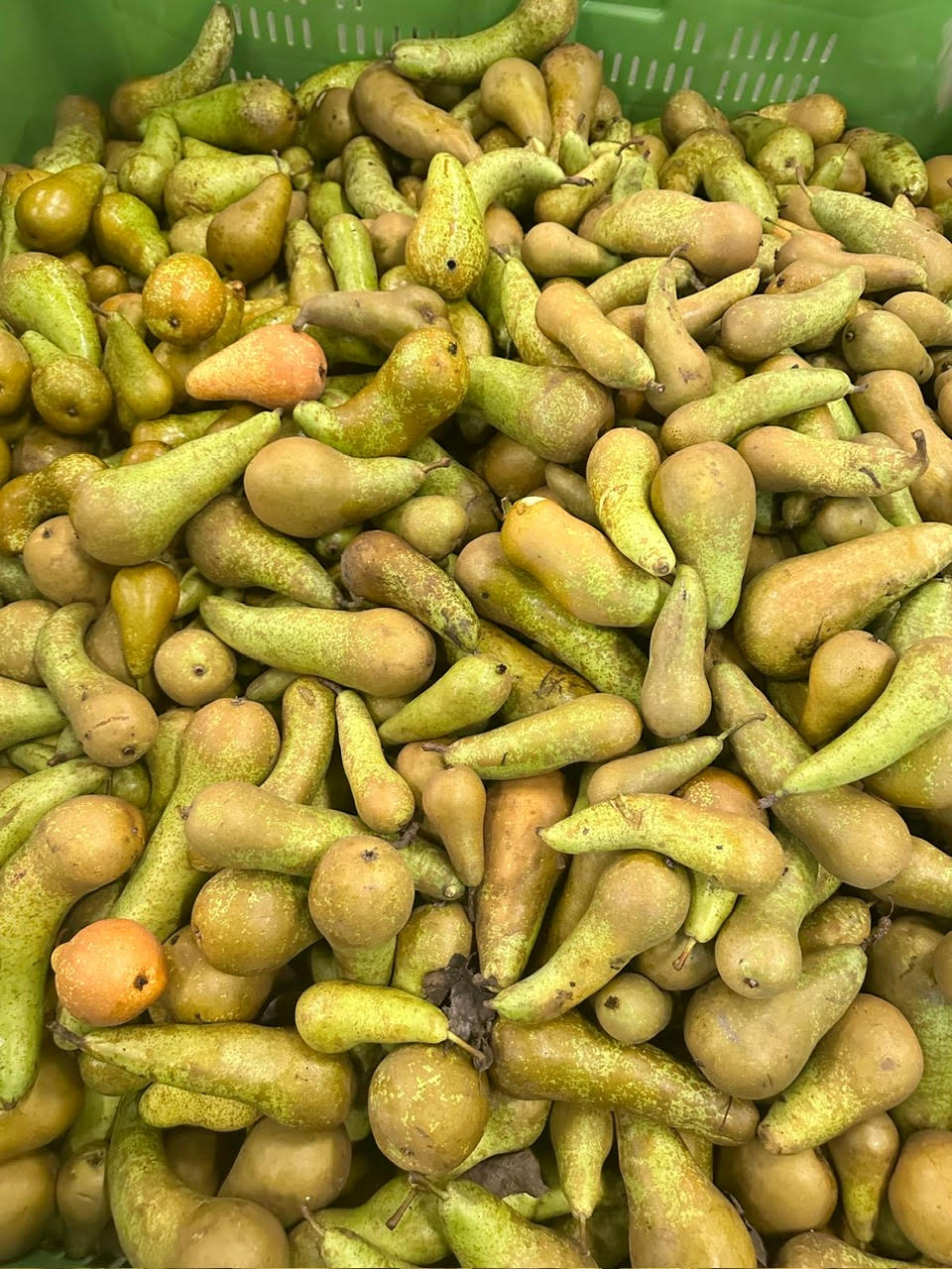 We redden 40.000 kromme peren - WasteWarriors