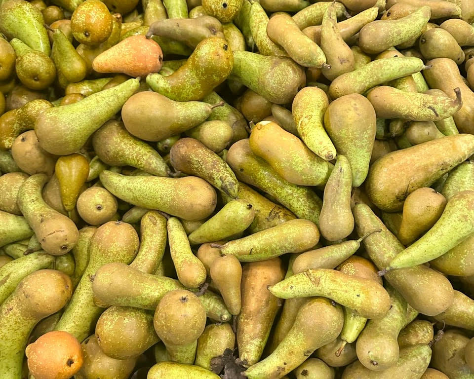 We redden 40.000 kromme peren - WasteWarriors